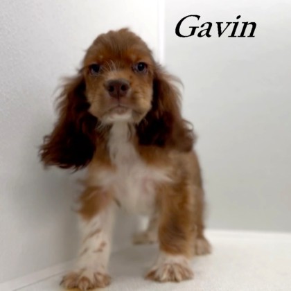 puppy, for, sale, Cocker Spaniel, Joe & Cherri  Overlease, dog, breeder, Miller, MO, dog-breeder, puppy-for-sale, forsale, nearby, find, puppyfind, locator, puppylocator, aca